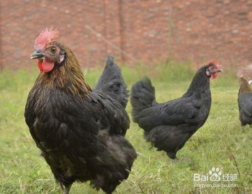 国产老鸡露脸视频,揭秘神秘幕后故事 第1张 国产老鸡露脸视频,揭秘神秘幕后故事 第1张