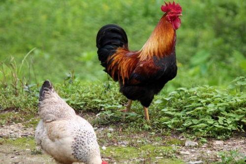 国产老鸡露脸视频,揭秘神秘幕后故事 第3张 国产老鸡露脸视频,揭秘神秘幕后故事 第3张