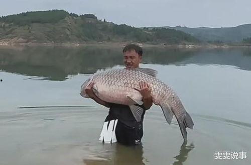 青鱼视频国产,青鱼视频引领国产短视频新潮流  第2张