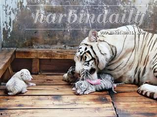 国产白虎一区  第2张