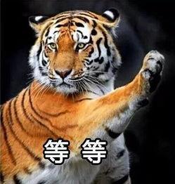 国产白虎一区  第3张